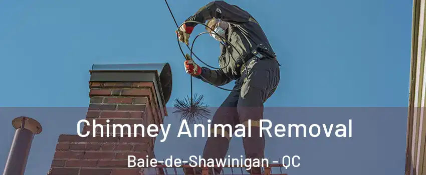  Chimney Animal Removal Baie-de-Shawinigan - QC