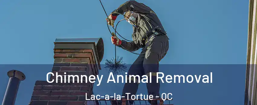  Chimney Animal Removal Lac-a-la-Tortue - QC
