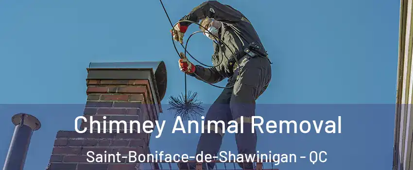  Chimney Animal Removal Saint-Boniface-de-Shawinigan - QC