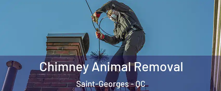  Chimney Animal Removal Saint-Georges - QC