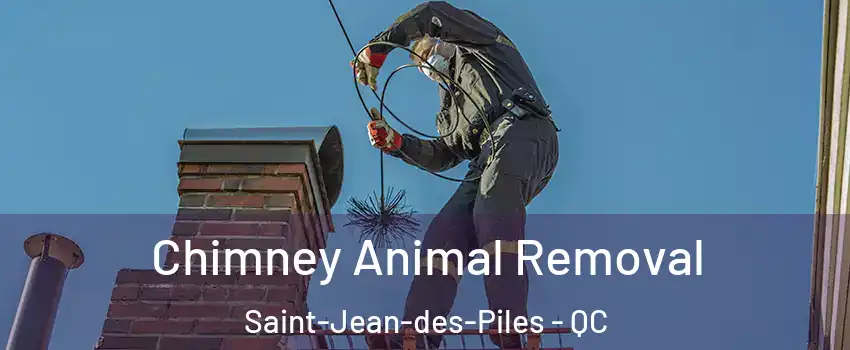  Chimney Animal Removal Saint-Jean-des-Piles - QC