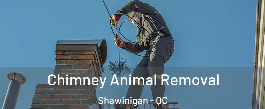  Chimney Animal Removal Shawinigan - QC