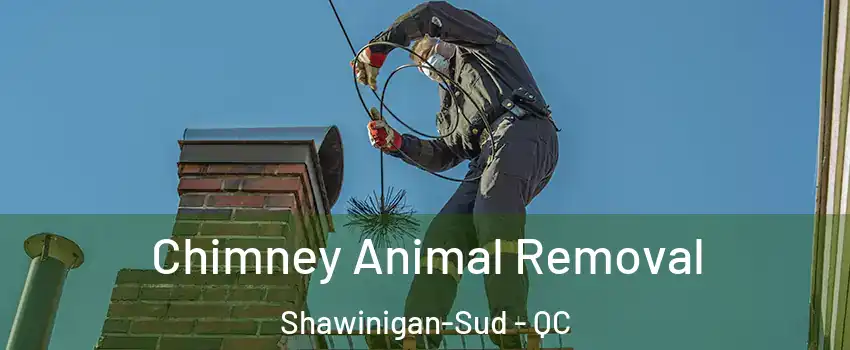  Chimney Animal Removal Shawinigan-Sud - QC